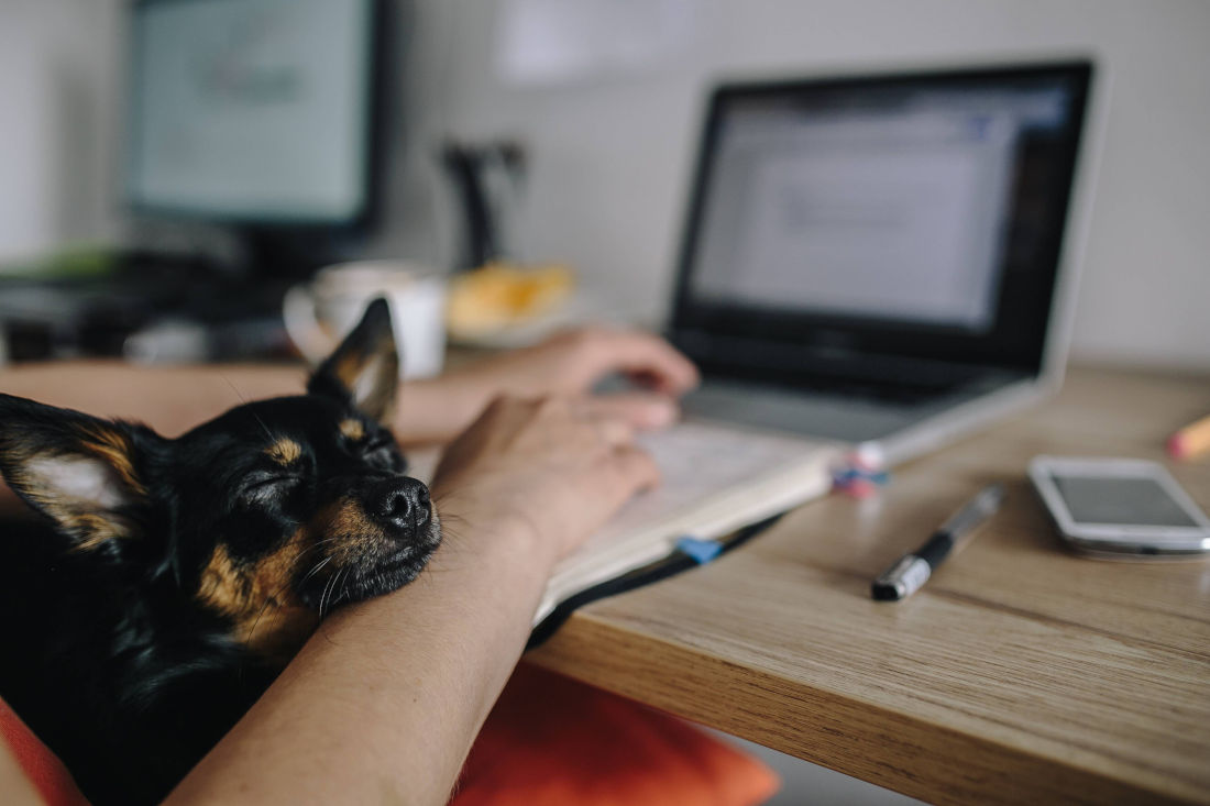 dog-friendly work environment for remote workers featured image