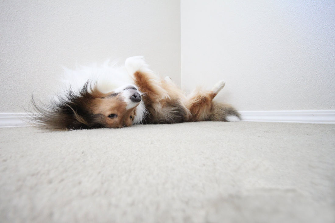 dog lying on carpet, upside down collie