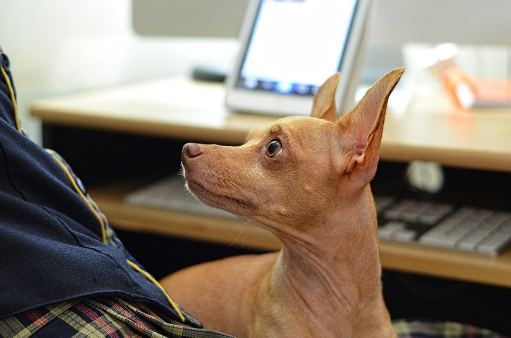 dog sitting on person’s lap at home office setup