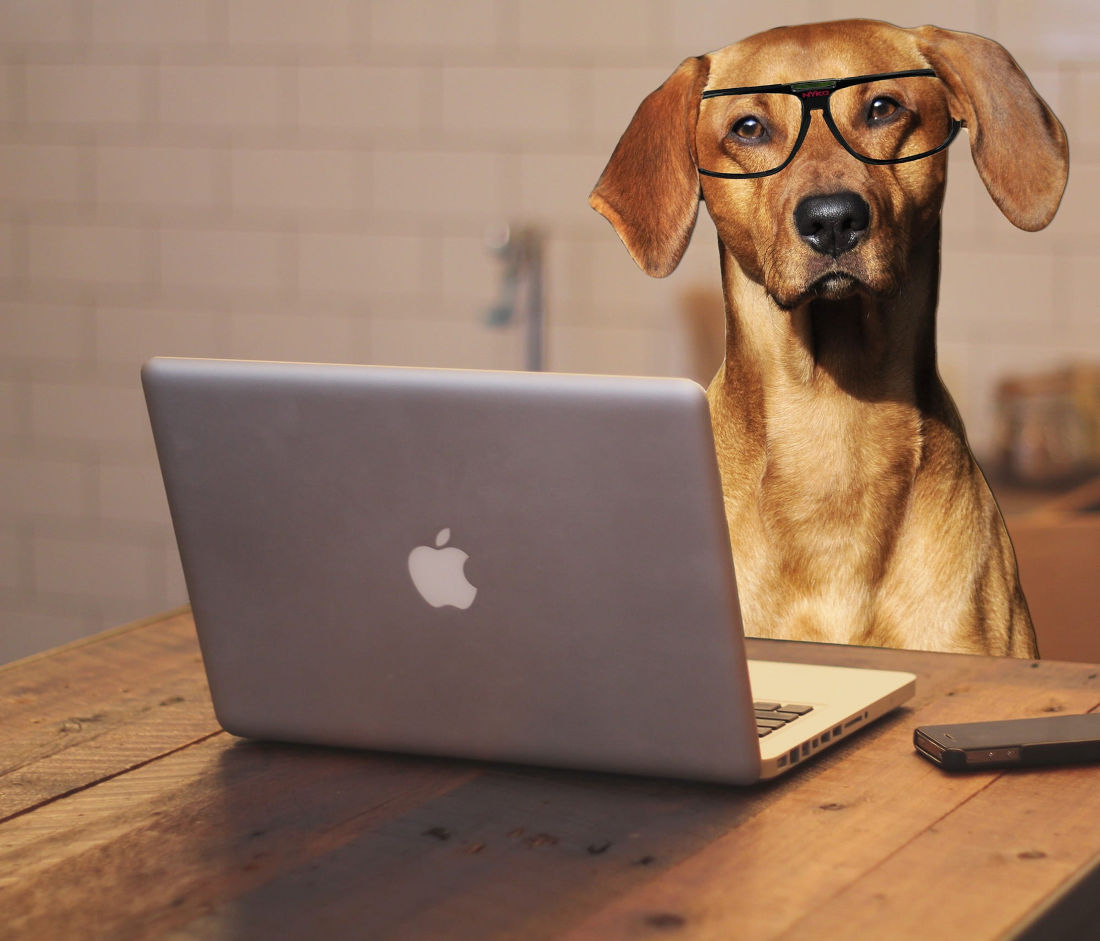 dog wearing glasses in front of MacBook Pro