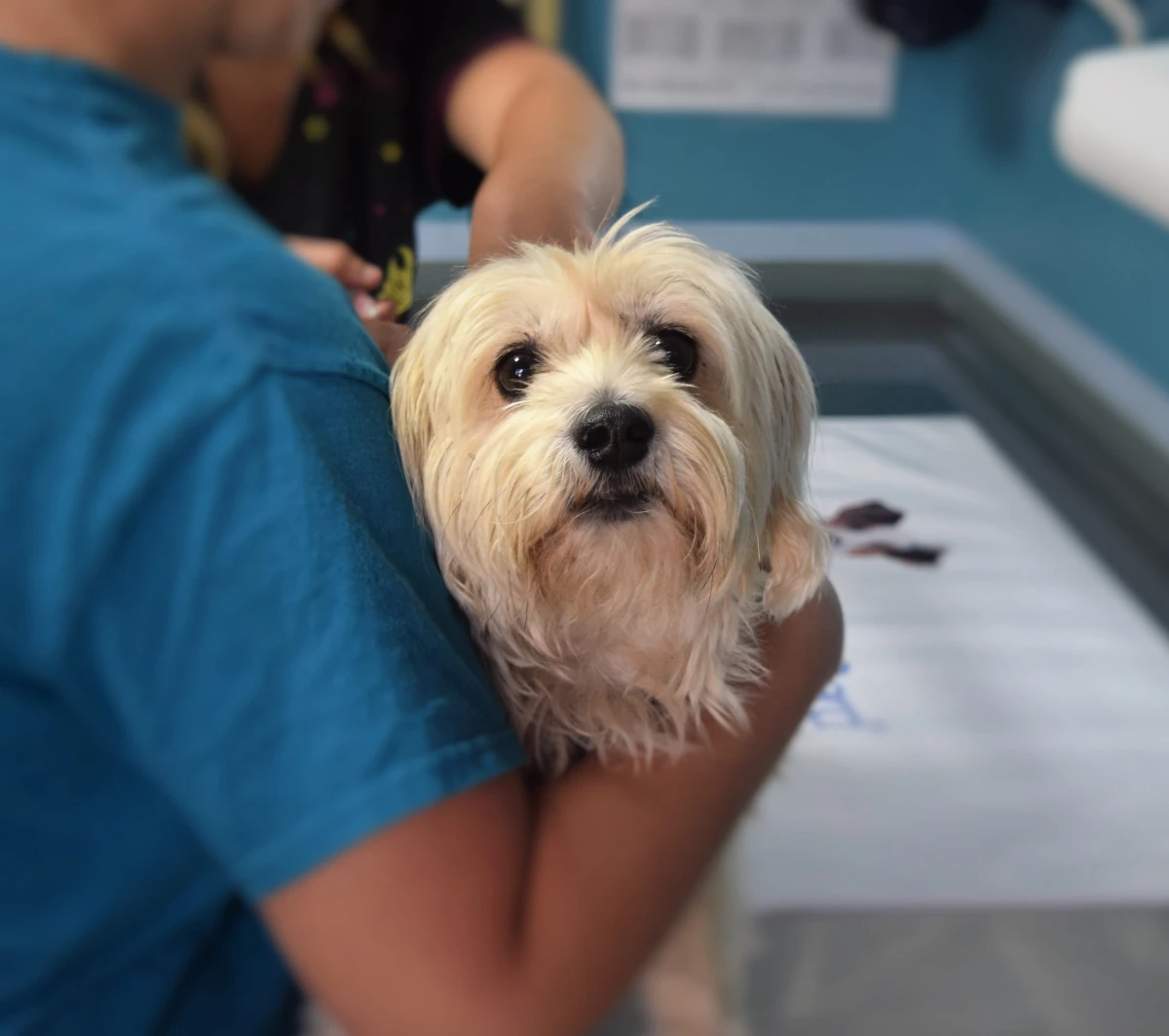 dog during a vet visit